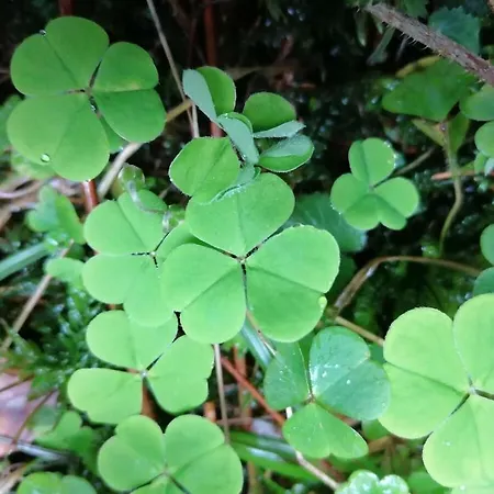 Holiday home Old Parish Barn *