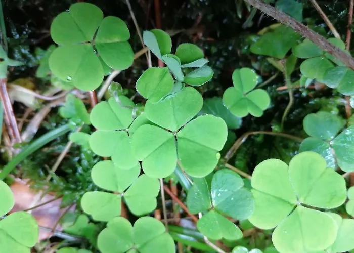 別荘 Old Parish Barn *