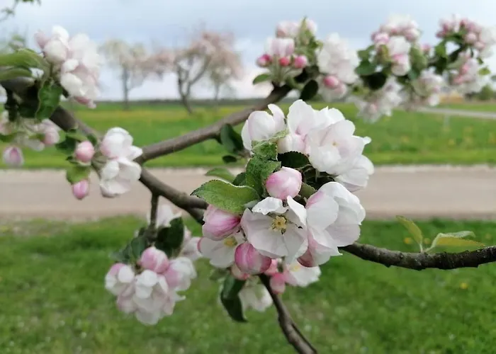 Old Parish Barn 別荘